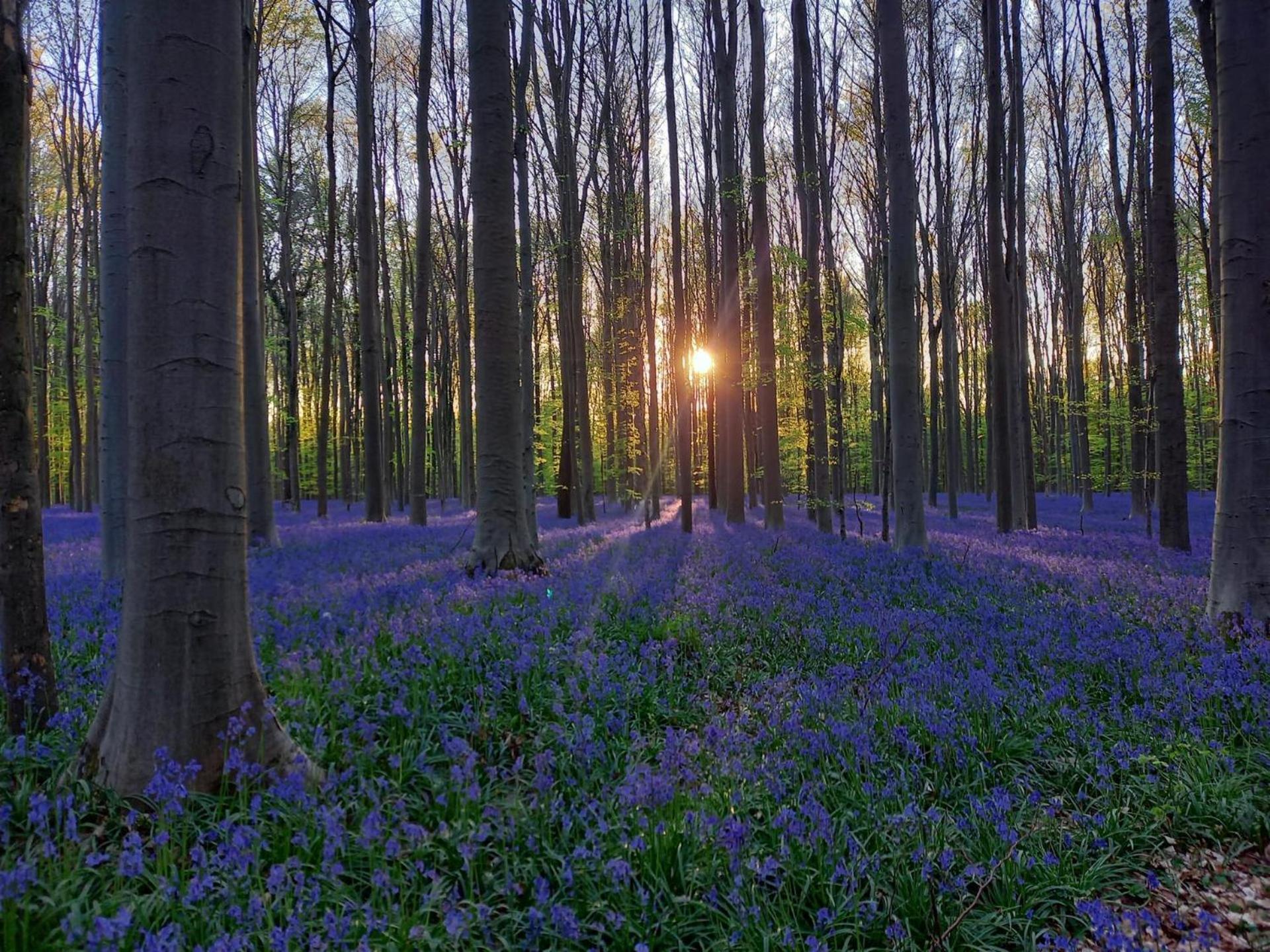 Hallerbos B&B In Bluebell Forest Halle  Exterior foto